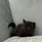 قطه للبيع شيرازي