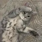 قطة سكوتش ستريت