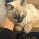 قطه للتبني