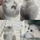 قطط للبيع على وشك الفطام