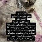 قط ضائع