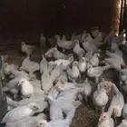صيصان