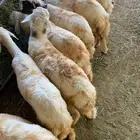 ذبائح مجارده