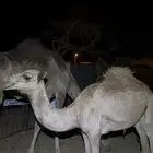 خلفه تحتها بكره طيبة