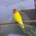 ذكر منتج اورنج