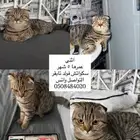 سكواتش فولد