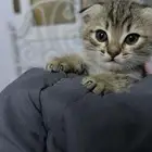 قطط للبيع 2وحده انثى والثاني ذكر شيرازي و2 ذكور سكوتش