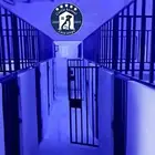 فندقة وتدريب كلاب