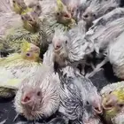 30 فرخ كروان