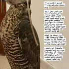 جيره شاهين