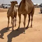 للبيع عشراء حمراء كفو