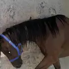 فرس للبيع