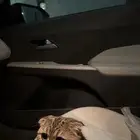 للبيع قطوه سكوتش فلويد نمريه