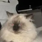 قط ذكر يطلب التزاوج للتواصل خاص