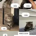 قطط للبيع الواحده ب 150نظيفه جدآ ولعوبه شيرازي العمر شهرين