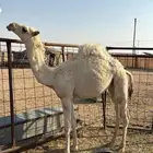 ناقه عشرا تحتها بكره صاهوديه وطيبه