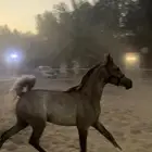 مهرة مكس واهو