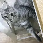 قطوه