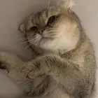 للبيع قطة سكوتش ستريت شانشيلا