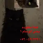 قطه مفقوده بالوسام