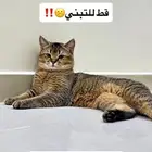 قط سكوتش للتبني