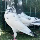 حمام باكستاني زوج