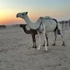 عشرا وضحا في الدوادمي