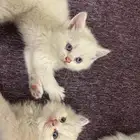 قطط للبيع ليست للتبني