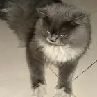 بسه لتبني