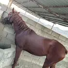 فرس مشروكه للبيع