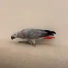 كاسكو متكلم واليف