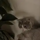قط شيرازي بيع او تبني