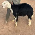 خرفان لحم نجد للبيع