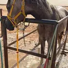 حصان عربي اصيل واهو أورق ركوب طرب لعمر 2ونص اللون اشعل معسوف