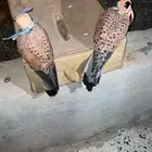 باشقين للبيع