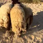 خرفان نعيم بلدي فاخره