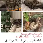 قطه مفقوده بالبساتين
