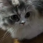 قطط للتبني