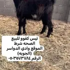 تيس للبيع كفوو