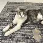 قط للتبني