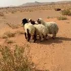 نعيمي