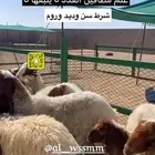 غنم مطافيل خمس يتبعهن خمس رخال كلهن ذبايح