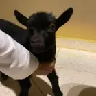 تيس قزم موب مهجن لوننه اسود و نادر ذا الون انك تحصله عمره