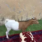 ماعز قزم