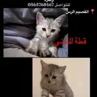 قطة التبني