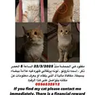 قطط