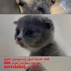قطط سكوتش
