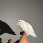 روز البينو اليف هدد مزاجي