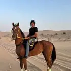 حصان سرعه للبيع