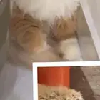 قطة بيكي فيس